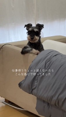 前足をそろえて見つめる犬