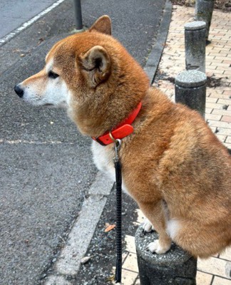 バランス感覚がすごい