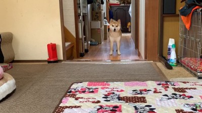 大人しくなりました