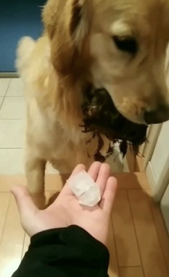 そっぽを向く犬