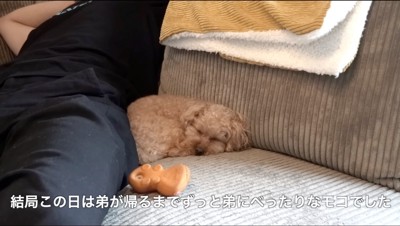 ソファの上で眠る犬