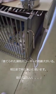 瀕死のコーギーを保護