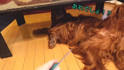 テーブルの下に隠れるカイルくん