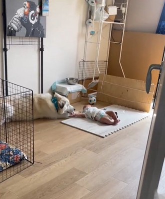手を舐める犬