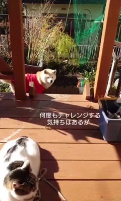 「どうしようかな…」