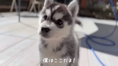 お迎えする子犬ちゃん