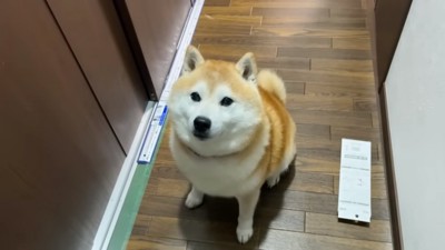 おすわりするらんまるくん