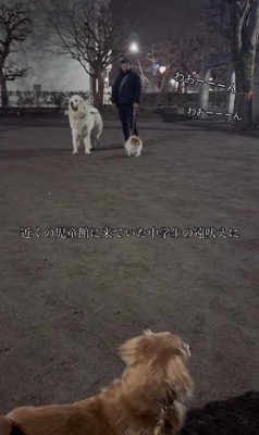 遠吠えを聞いたワンコたちの反応