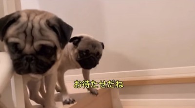 前のめりになる犬