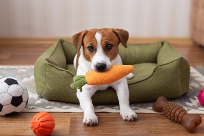 にんじんのおもちゃをくわえている犬