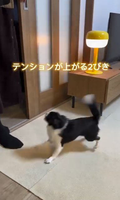 飼い主の女性の周囲で激しく動き回る2頭の小型犬