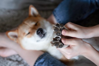 肉球を持たれる柴犬