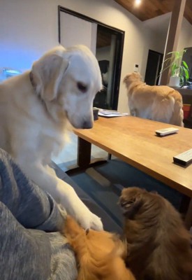 チワワ2匹とゴル2匹の日常