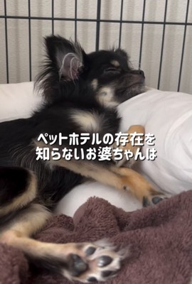 帰省する黒い小型犬