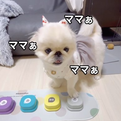 トーキングボタンでママを連呼するペキニーズ