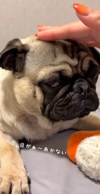 頭を撫でられる犬（半目）%％「あぁ～眠くなってきた…」