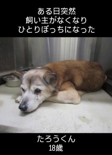 飼い主さんを亡くしてひとりぼっちに…