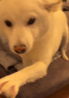 撫でてほしいましろちゃん