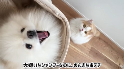 ポテチくんとレモンさんの再会4