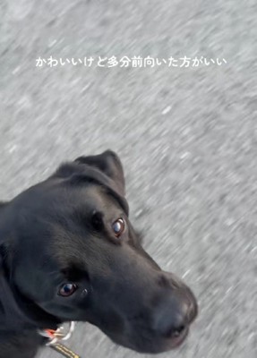 「散歩って楽しいね♪」