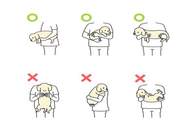 犬の抱き方、○と×、イラスト