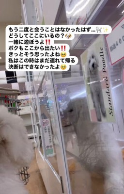 運命の出会いに感動