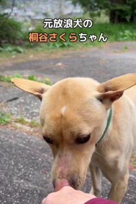 山中を放浪していたさくらちゃん
