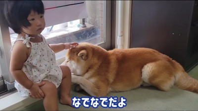 オスの柴犬の頭を撫でる女の子