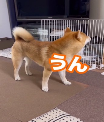返事をする犬