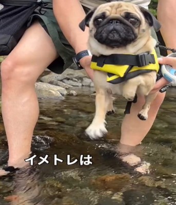 犬かきをする犬1