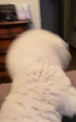 ジタバタ暴れるわんこ！？