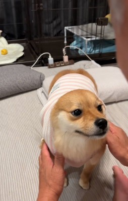 服を頭からかぶる犬