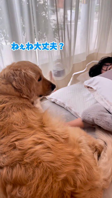 布団で寝ている女の子の隣に横になる犬