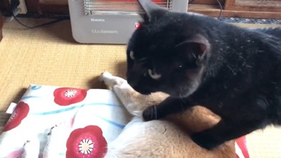 また踏んづけています!