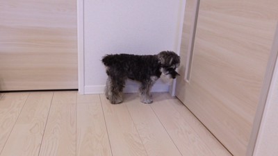 2人が帰ると、ドアの前でしょんぼり