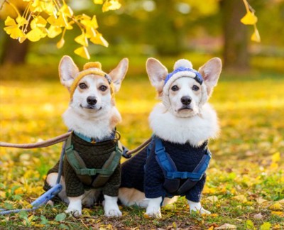 仲良しコーギー