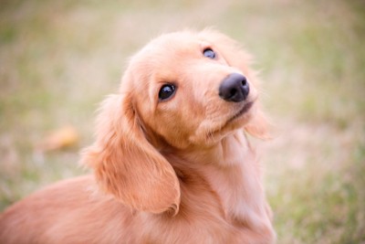 見上げるMダックスのパピー