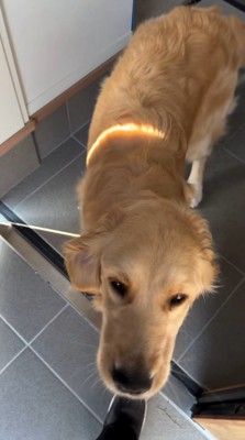 帰ってきた飼い主を玄関でお迎えする犬