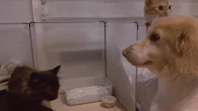 子猫さんが動いても…