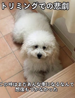 トリミングに行ったら…