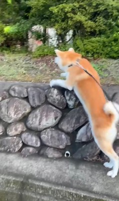 石垣に飛び乗る秋田犬