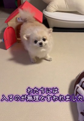 こちらを見る犬2