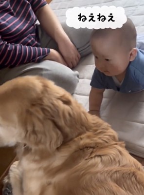 犬を見つめる赤ちゃん