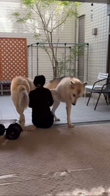 前足で飼い主をつつく犬と飼い主の周りを徘徊する犬