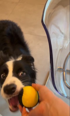 飼い主さんを呼び続けるサンゴくん9