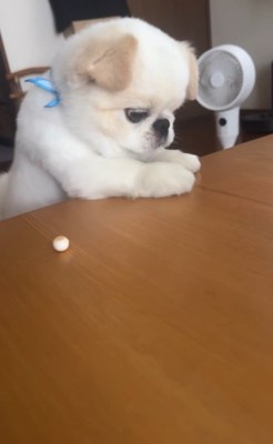 ボーロを食べたいワンコ7