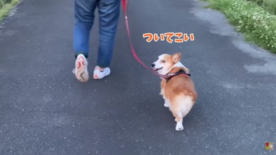 先導するはなちゃん