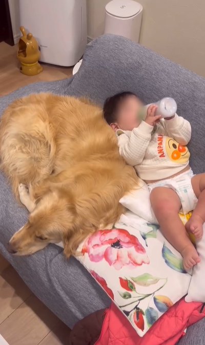 大型犬と赤ちゃん