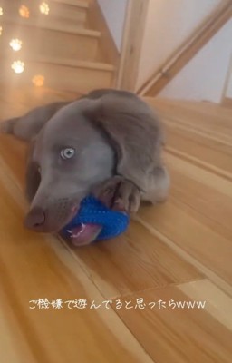 おもちゃで遊ぶレアちゃん3