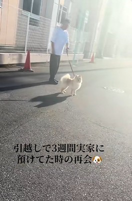 飼い主さんを凝視するサニーくん